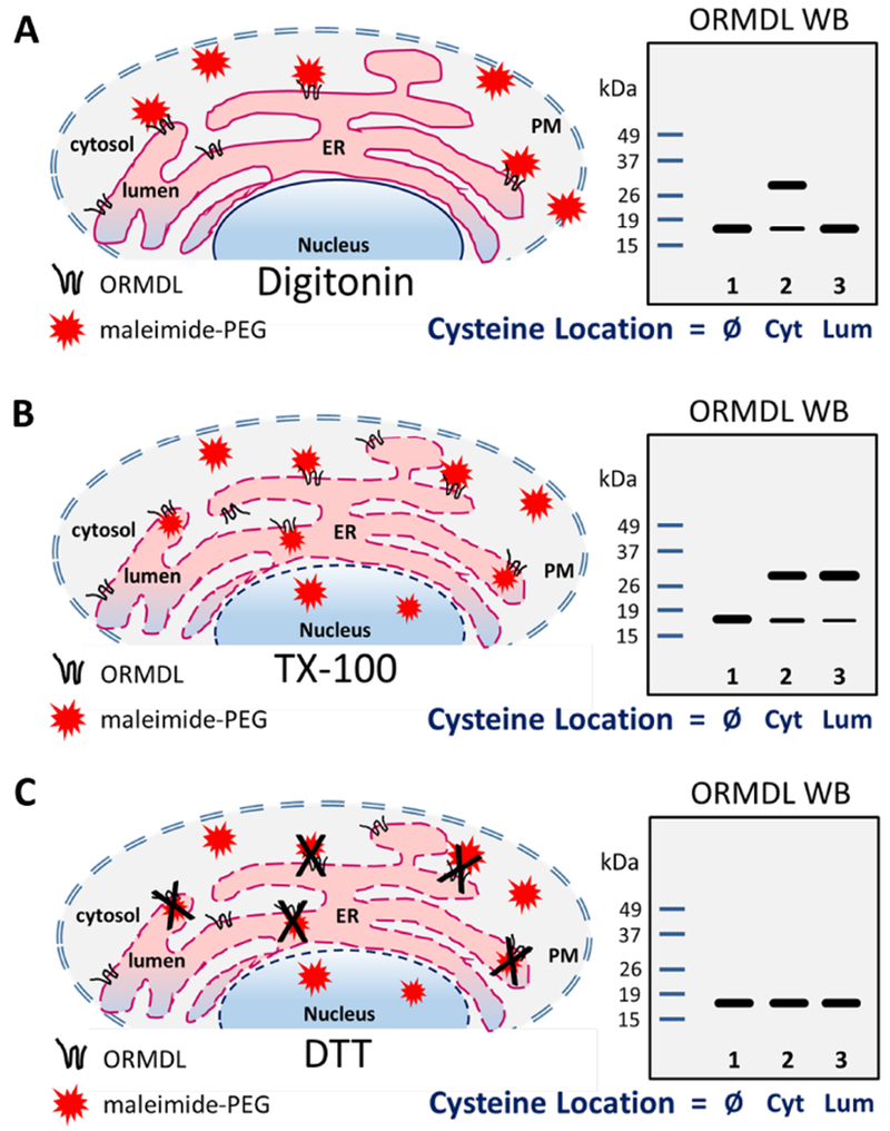 Figure 3 –