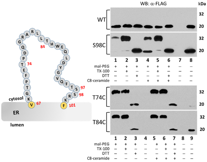 Figure 5 –