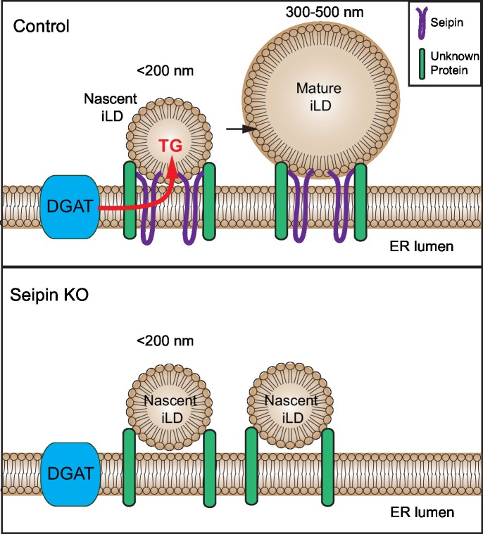 Figure 9.