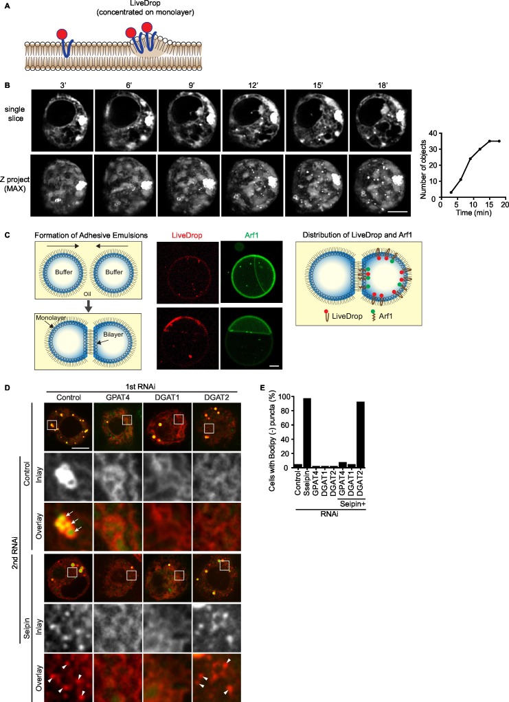 Figure 2—figure supplement 1.