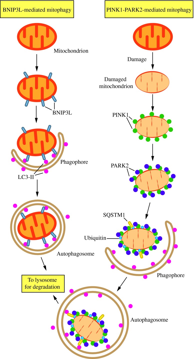 FIG. 8.