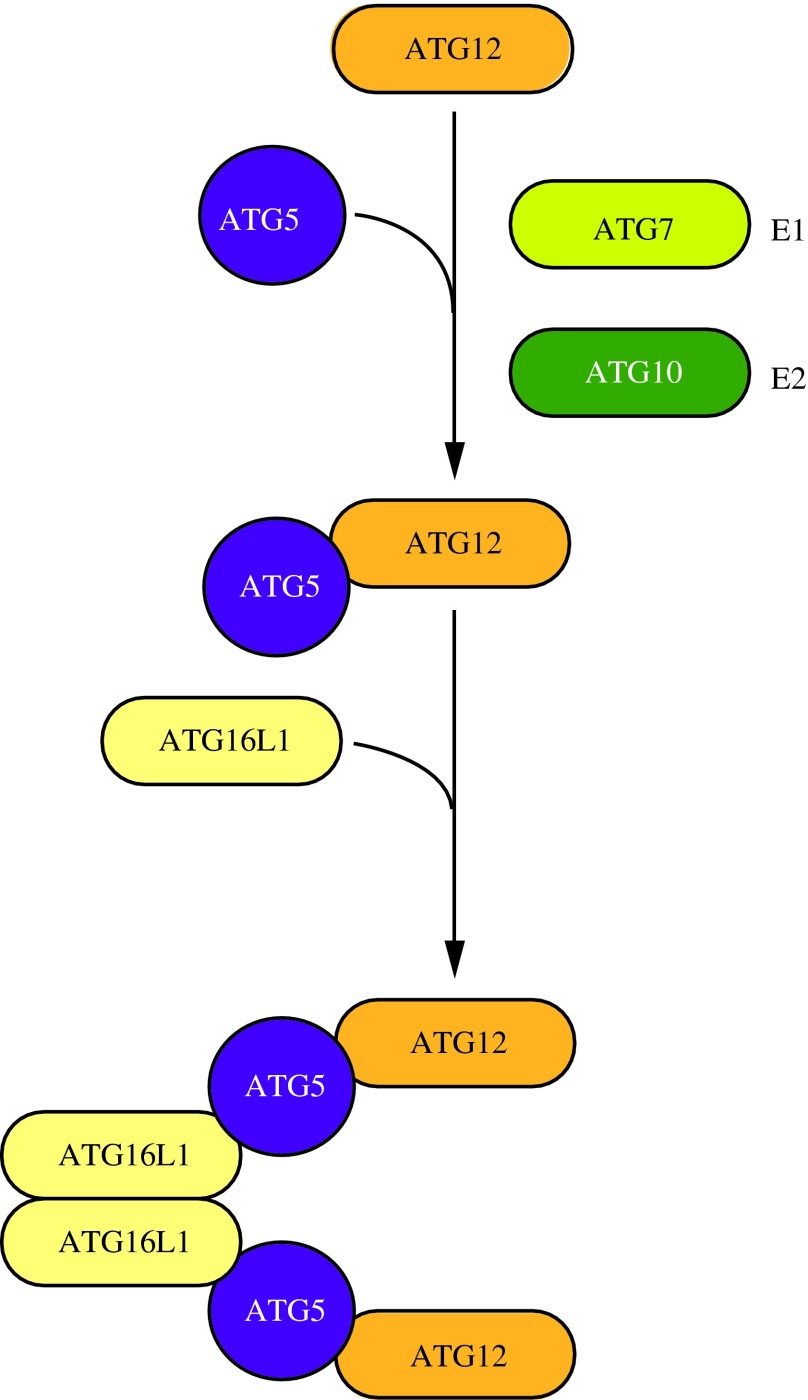 FIG. 5.