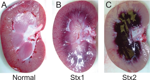 FIG. 6.