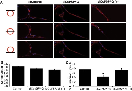 FIGURE 4: