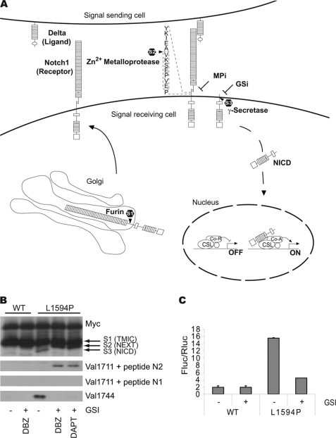 FIGURE 1.