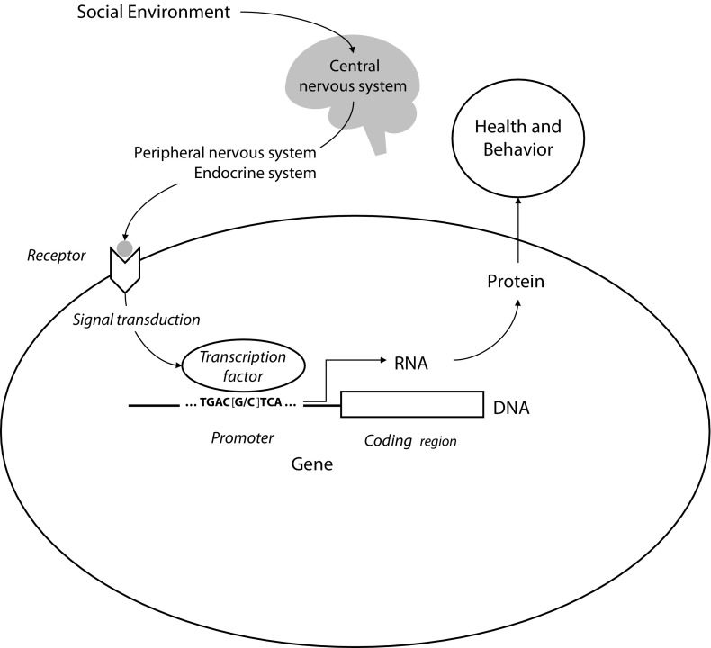 FIGURE 1—