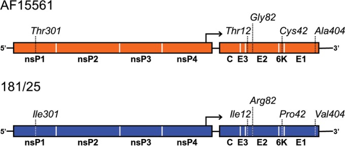 FIG 1