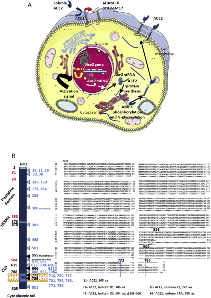 Figure 1