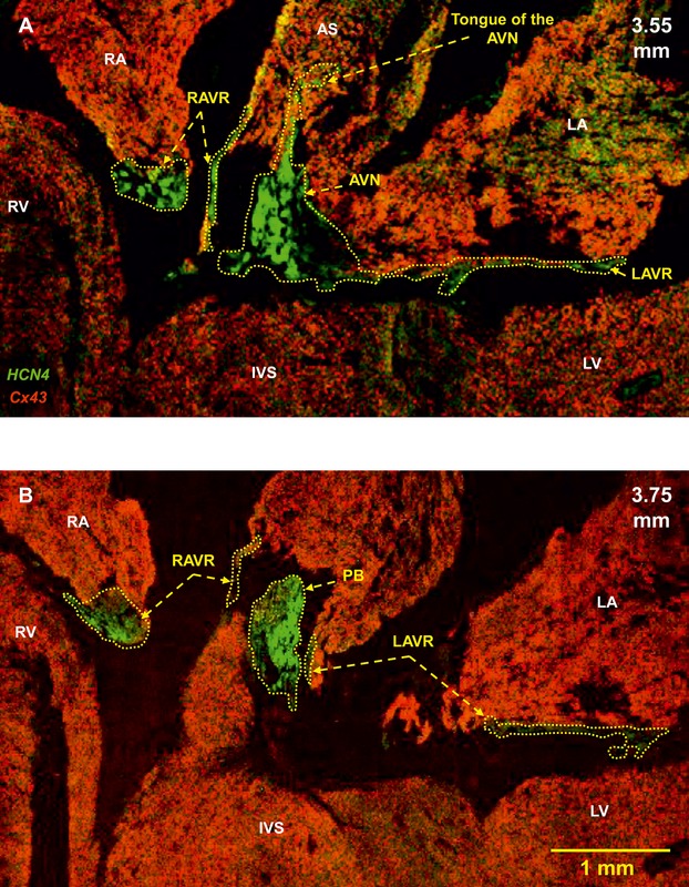 Figure 6.