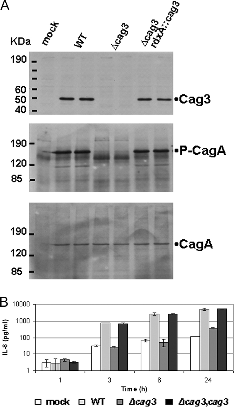 FIG. 1.