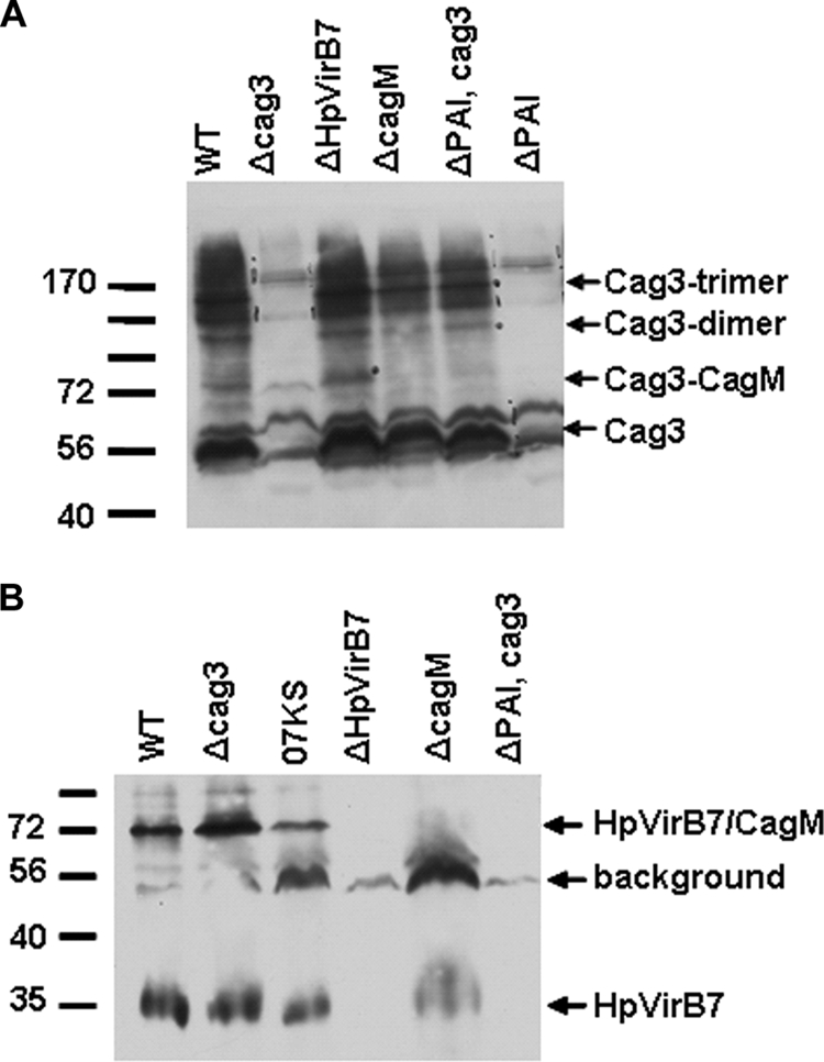 FIG. 6.