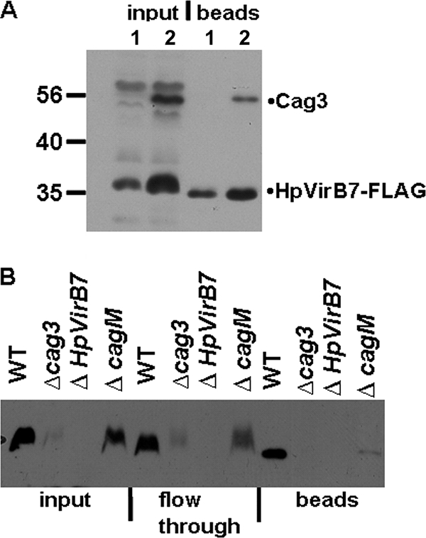 FIG. 4.