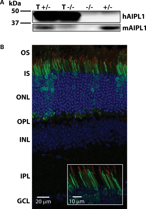 Figure 2.