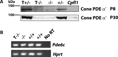 Figure 7.