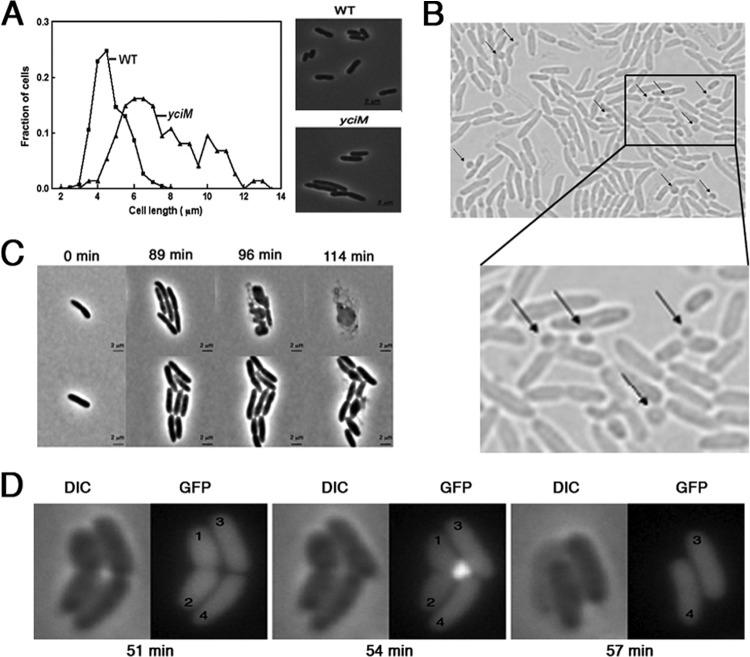 FIG 2