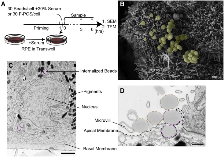 Figure 3