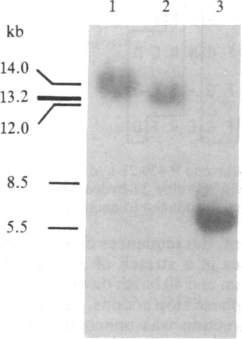 graphic file with name pnas00342-0272-a.jpg