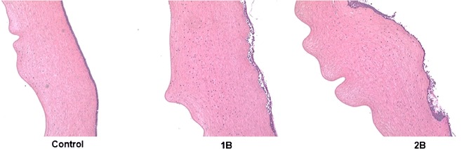 Fig. 5