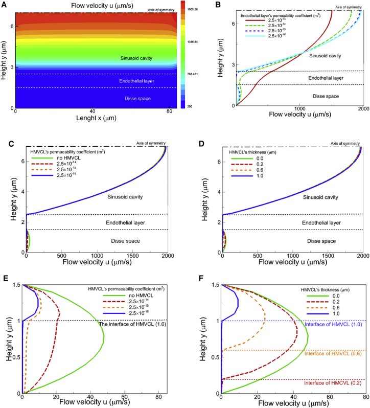 Influence Of Microflow On Hepatic Sinusoid Blood Flow And Red Blood 