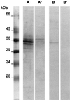FIG. 1