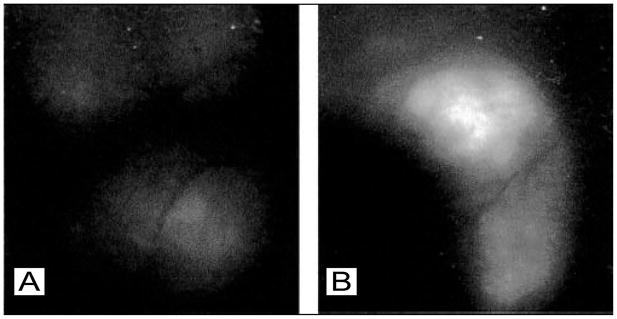 Figure 28