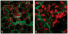 Figure 33