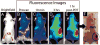 Figure 29
