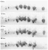 Figure 24