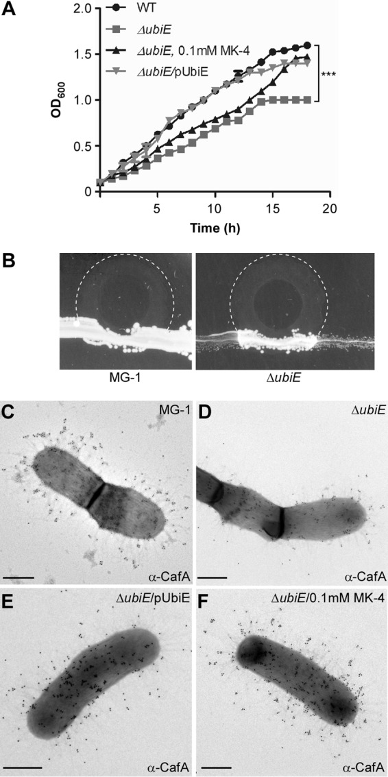 FIG 6 