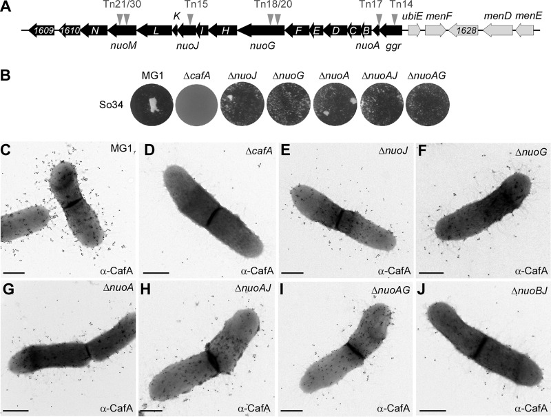 FIG 3 