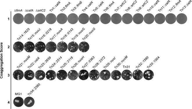 FIG 2 