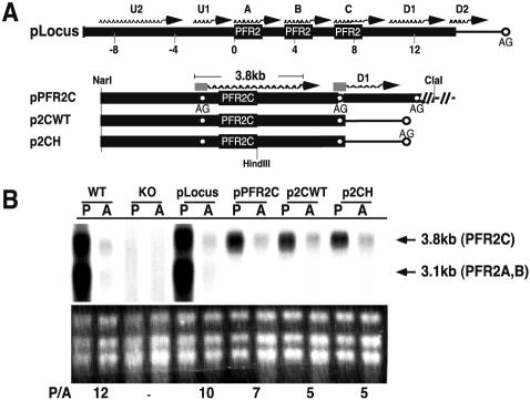 FIG. 2.