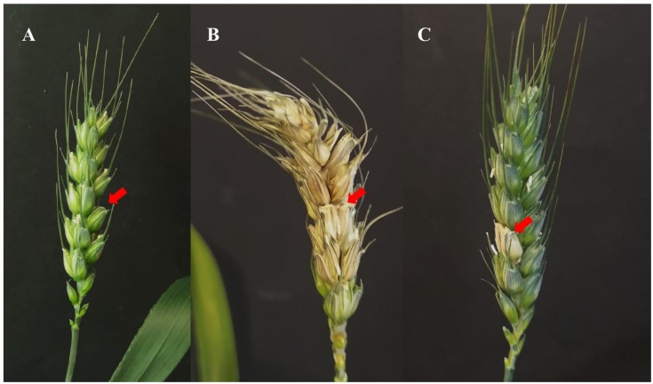 FIGURE 1