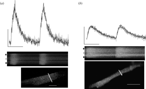 Figure 2.