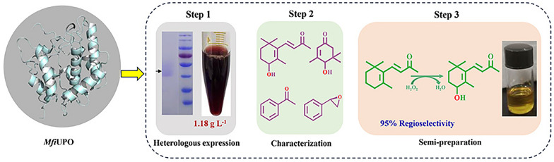 graphic file with name 40643_2024_751_Figa_HTML.jpg