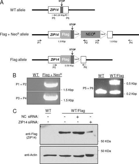 FIGURE 4.