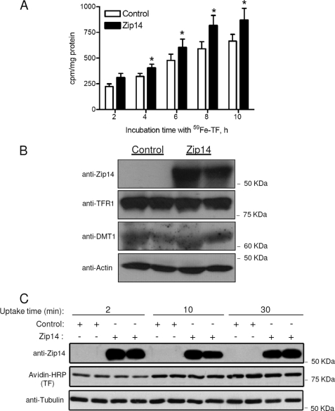 FIGURE 1.