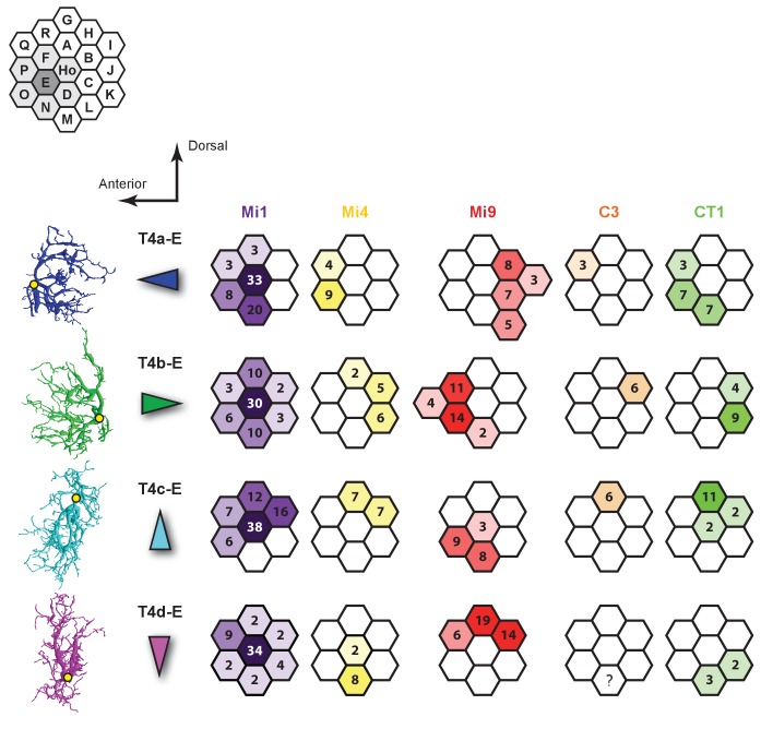 Figure 4—figure supplement 3.