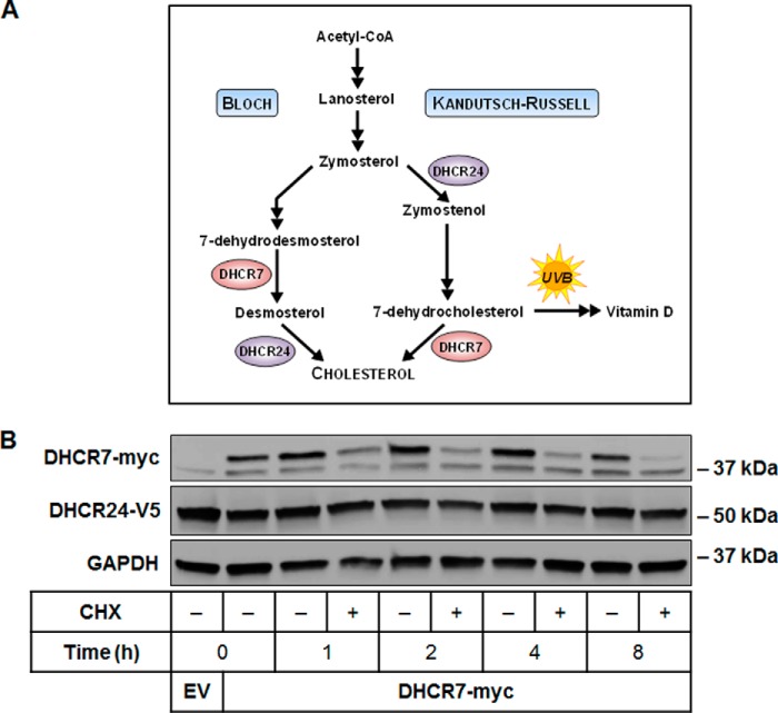 FIGURE 1.