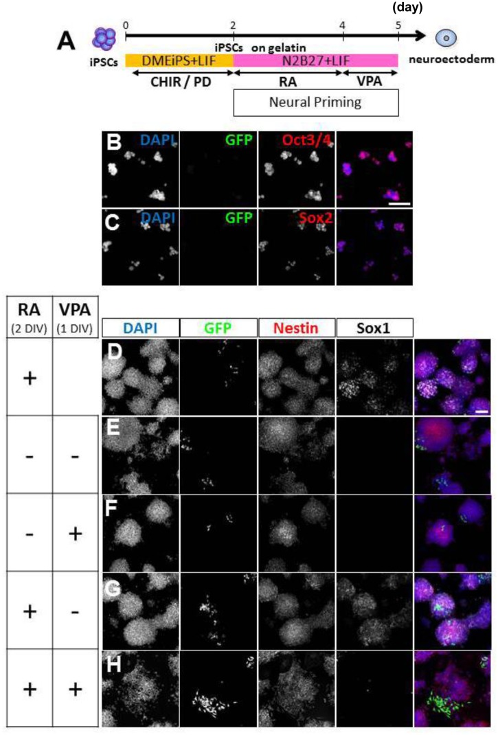 Fig 6