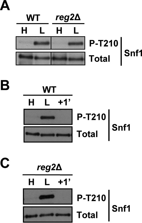 FIG 3