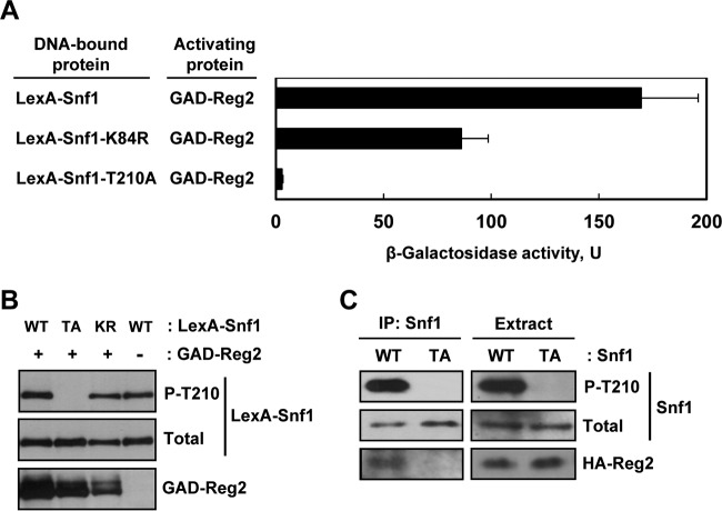 FIG 2