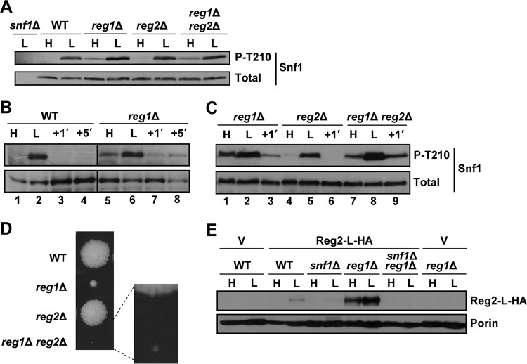 FIG 7