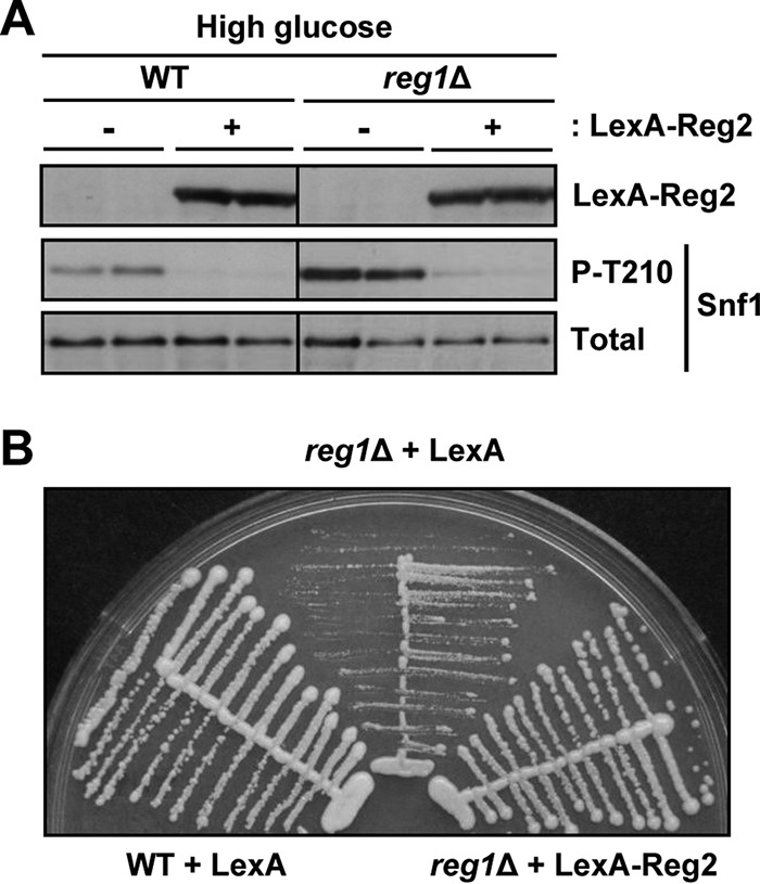 FIG 4