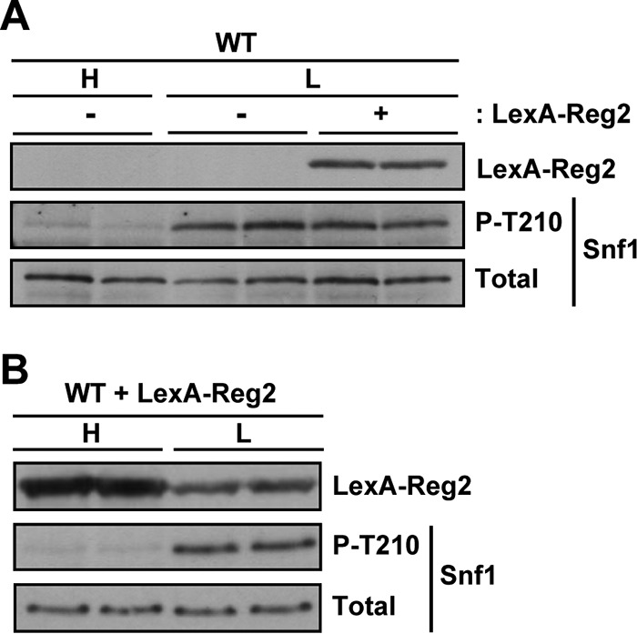 FIG 5