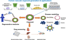 Graphical Abstract