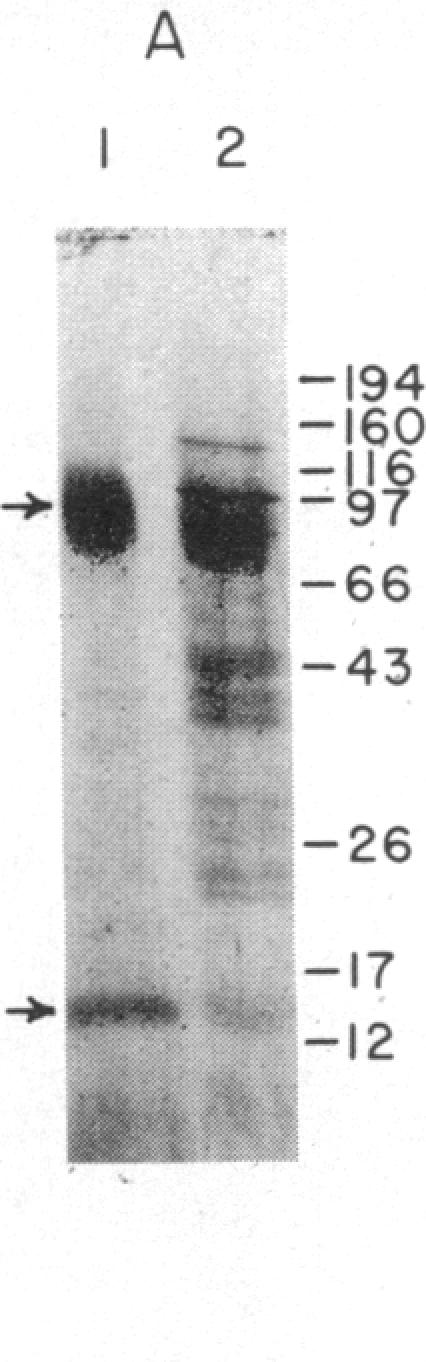 graphic file with name pnas00616-0387-a.jpg