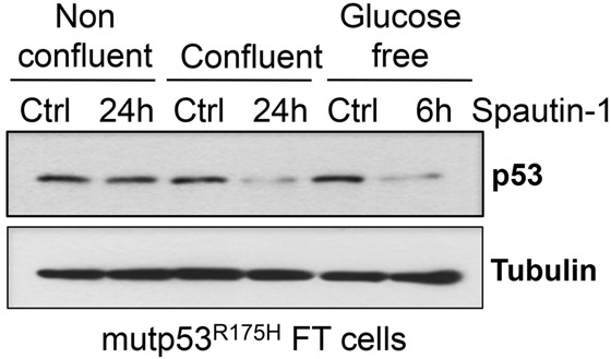 Supplemental Figure S2C