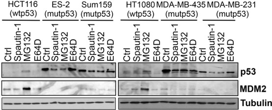 Figure 5C