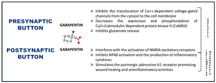 tab gabapentin mechanism of action
